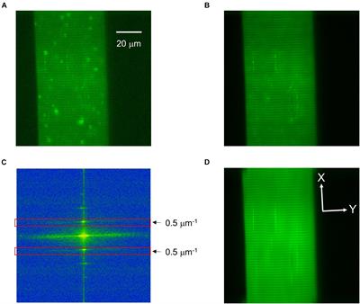 High Time Resolution Analysis of Voltage-Dependent and Voltage-Independent Calcium Sparks in Frog Skeletal Muscle Fibers